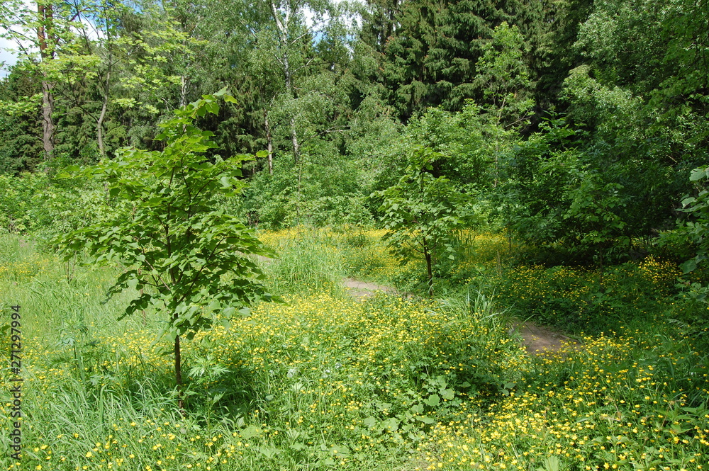 path in the forest