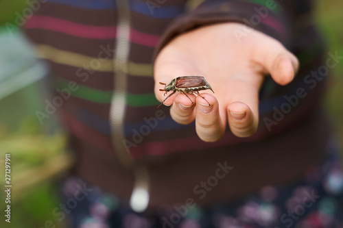 big cockchafer beetle on a kid hands