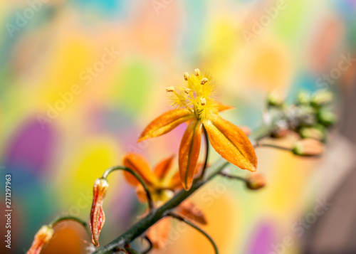 Bulbine flowers on a colourful background