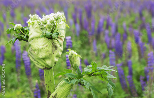 Closeup of a white blooming Giant Hogweed or Heracleum plant and its seed heads. Giant blooming hogweed, dangerous to humans. Poisonous plant
