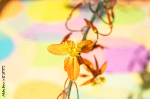 Bulbine flowers on a colourful background