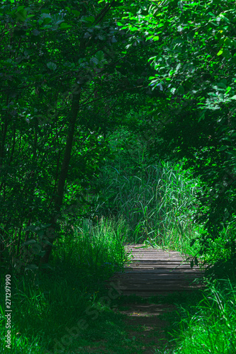 Wooden path in Dutch forest