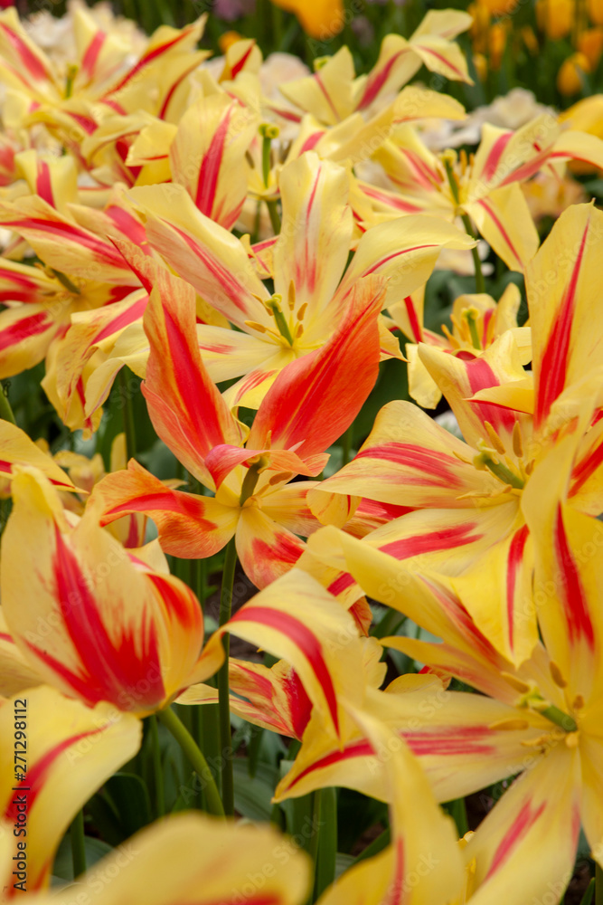 Spring flowers. Keukenhof Netherlands Spring flowers. Keukenhof Netherlands