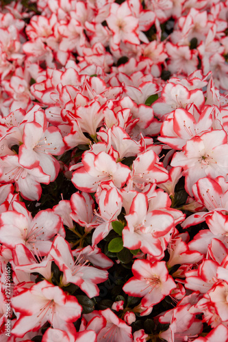 Spring flowers. Keukenhof Netherlands