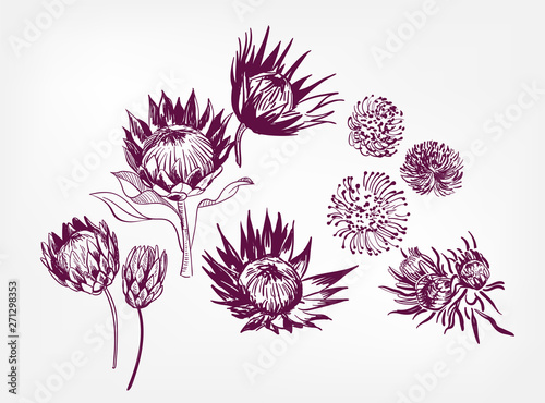 vector engraved design elements sketch flower decorative design elements ink set protea