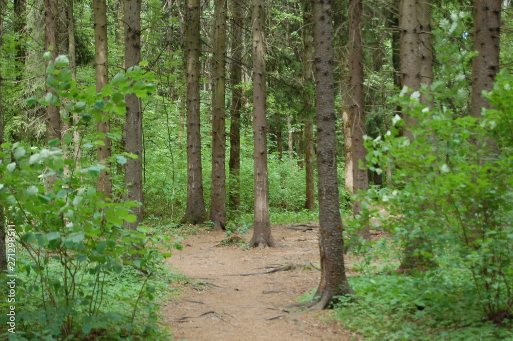 Obraz premium path in the forest