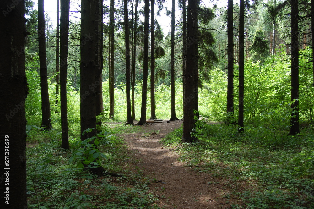 Obraz premium path in the forest