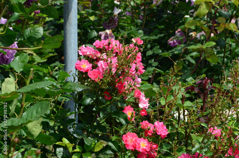 amazingly beautiful roses on the island of Nessebar Bulgaria amazingly beautiful roses on the island of Nessebar Bulgaria
