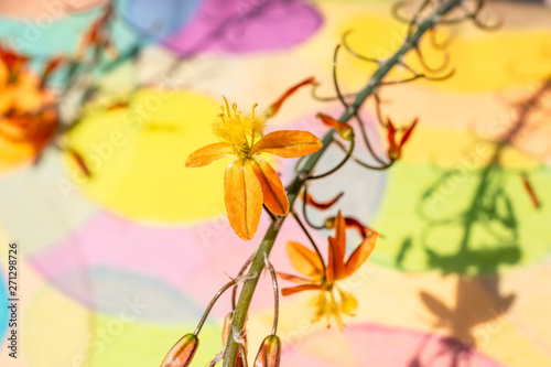 Bulbine flowers on a colourful background