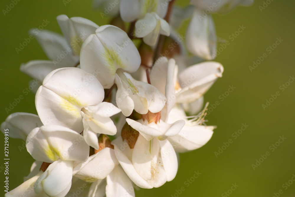 Acacia blossom on tree with leaves in the spring Acacia blossom on tree with leaves in the spring
