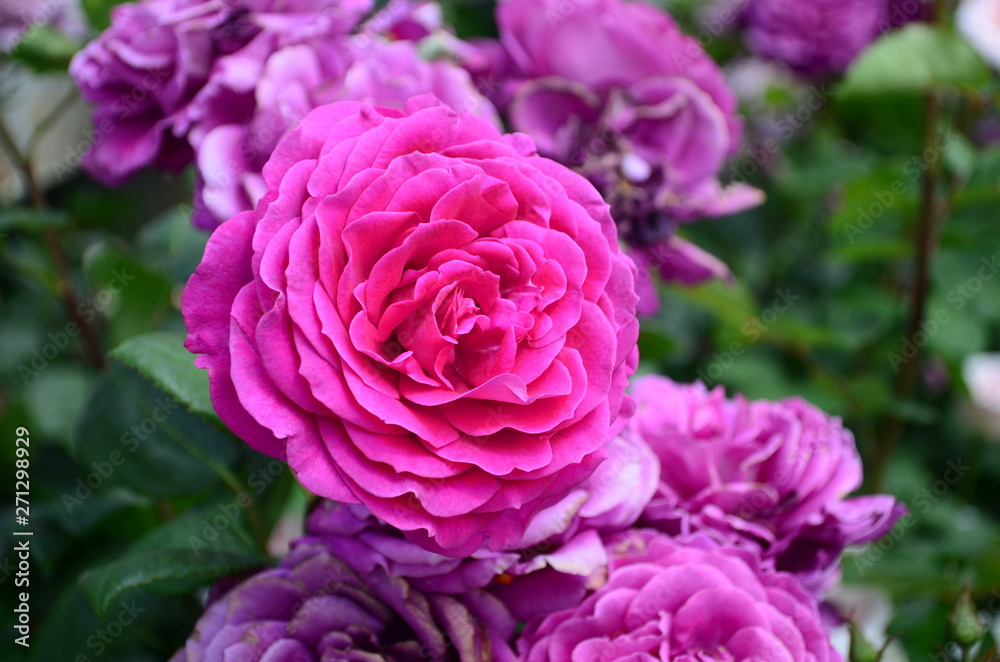 amazingly beautiful roses on the island of Nessebar Bulgaria amazingly beautiful roses on the island of Nessebar Bulgaria