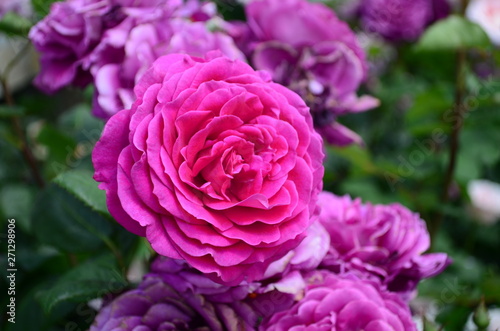 amazingly beautiful roses on the island of Nessebar Bulgaria © maria