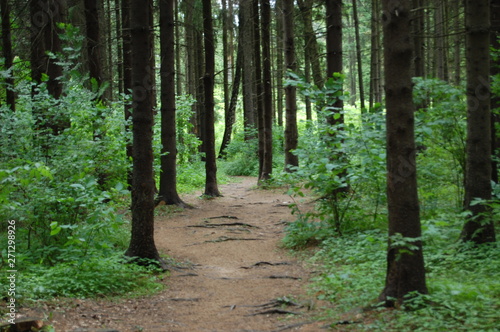 path in the forest