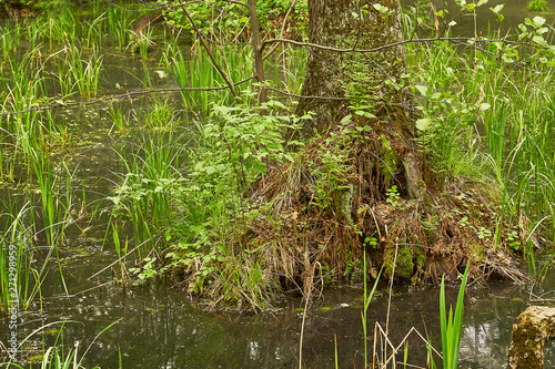 view of the wetland ecosystem. stagnant water and wet plant