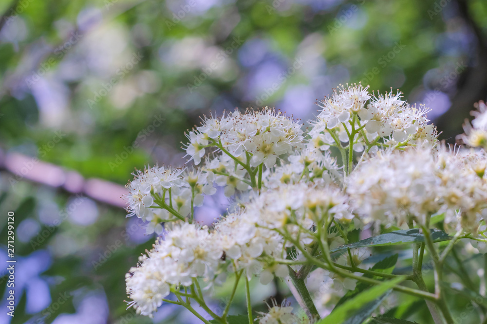 Flowers of blossoming rowan close up on a blurred background with copy space Flowers of blossoming rowan close up on a blurred background with copy space