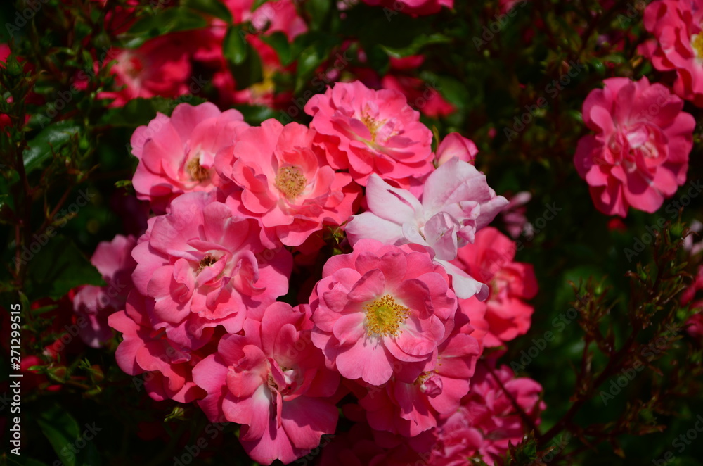 amazingly beautiful roses on the island of Nessebar Bulgaria amazingly beautiful roses on the island of Nessebar Bulgaria