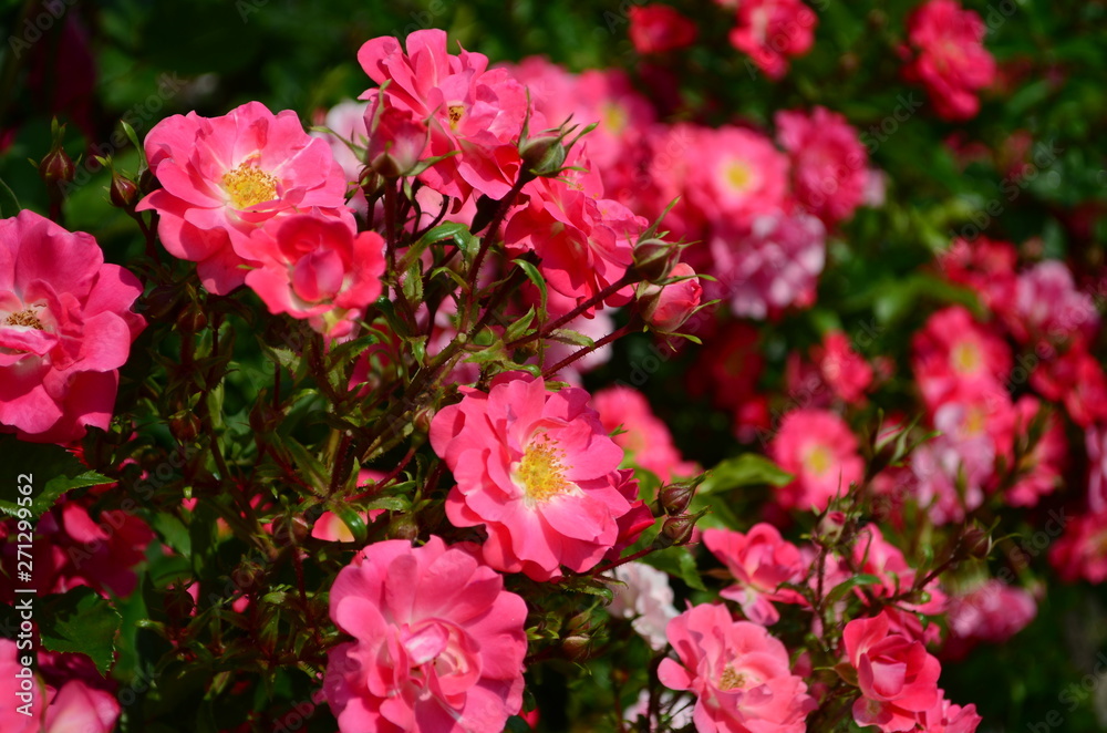 amazingly beautiful roses on the island of Nessebar Bulgaria