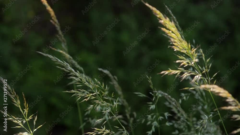 grass in the wind moving slowly