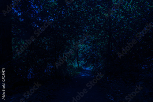 dark blue spooky forest during night