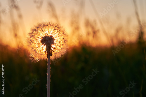 Fluffy dandelion at sunset in the field