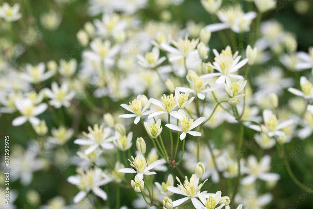Clematis recta, erect clematis or ground virginsbower white flowers Clematis recta, erect clematis or ground virginsbower white flowers