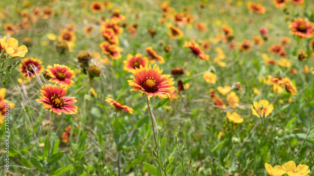 Roadside Flowers of Red and Yellow with Warm Sunlight Roadside Flowers of Red and Yellow with Warm Sunlight