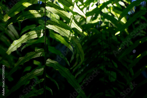 Ostrich Fern in light and shade