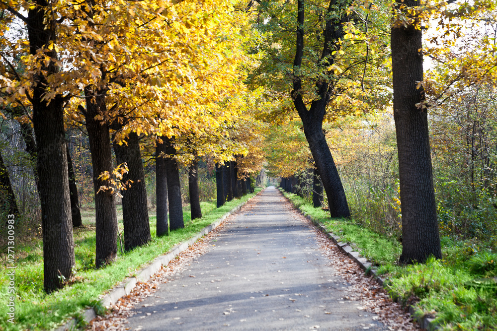 Fototapeta premium landscape autumn road park
