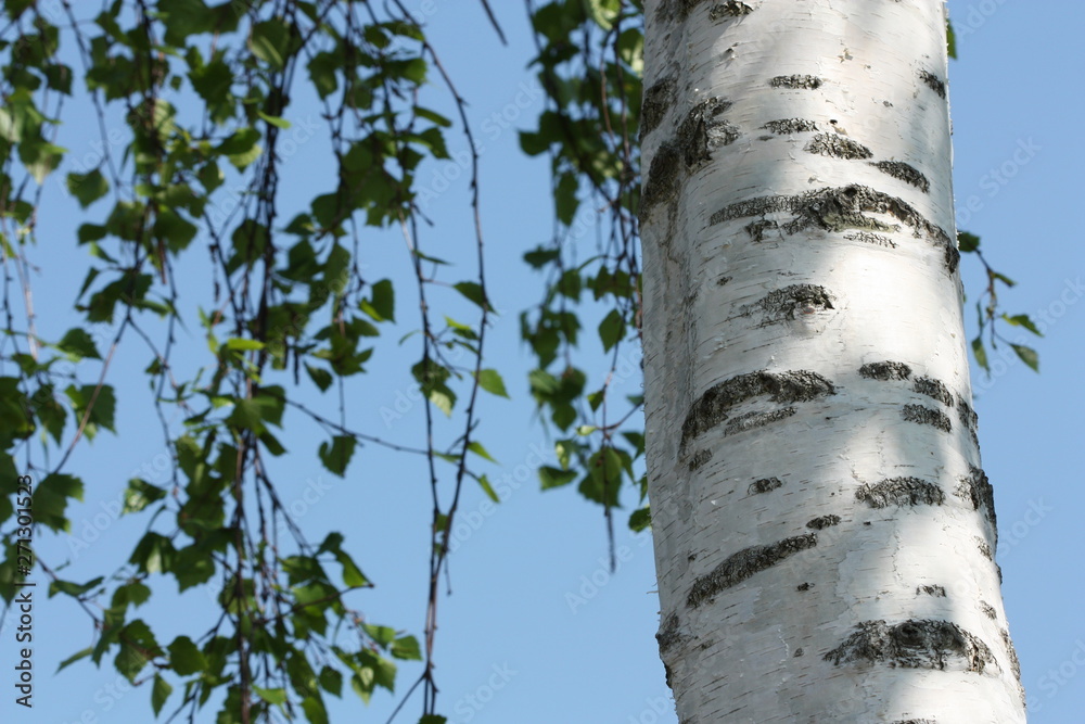 Fototapeta premium White birch tree in spring.