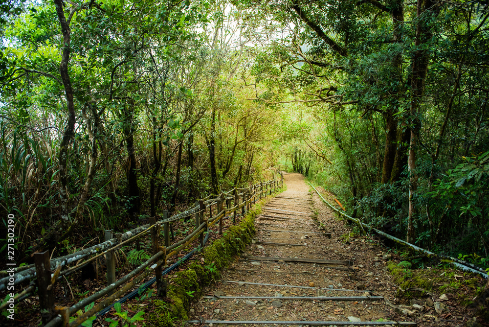 natural walkway in tropical forest in kinabalu national park in Malaysia. natural walkway in tropical forest in kinabalu national park in Malaysia.