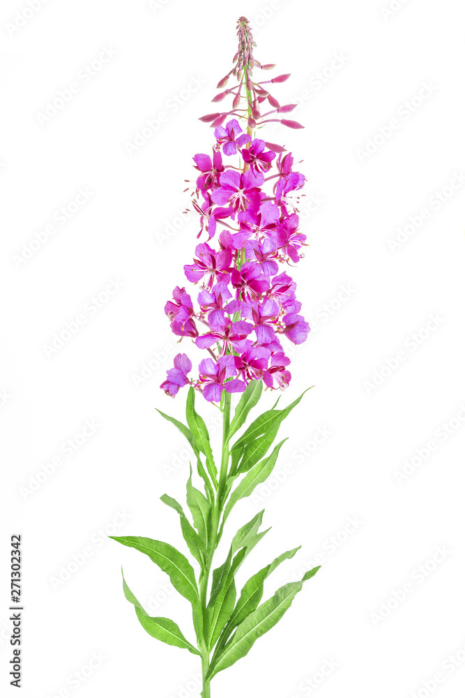 Obraz premium Beautiful flower on white background. Fireweed (Rosebay Willowherb) isolated on white background. Blooming sally, Epilobium angustifolium. Willow-herb isolated on white background. Medicinal plant.