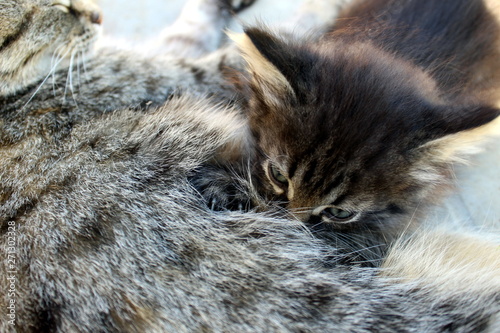 Gray striped kitten eats tasty mother`s milk