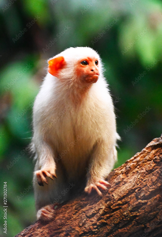 Naklejka premium a silver marmored monkey