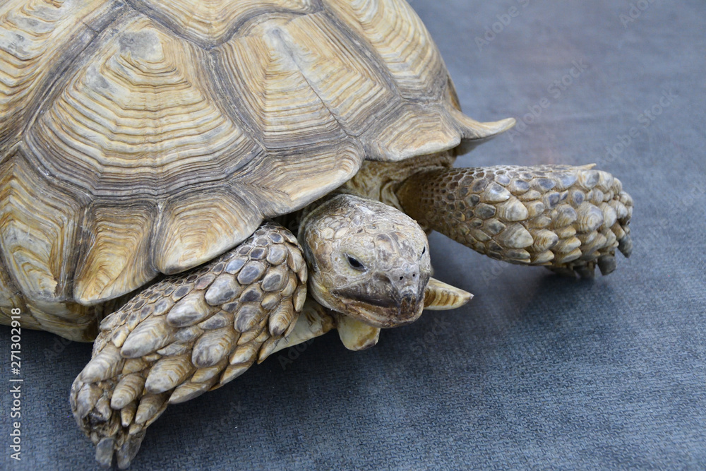 African spurred tortoise (LVL. Geochelone sulcata) African spurred tortoise (LVL. Geochelone sulcata)