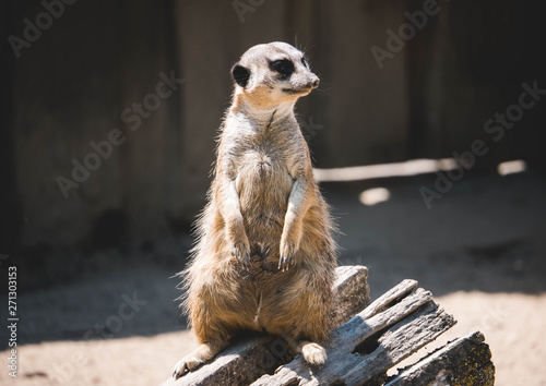 Meerkat patrol © Gabor