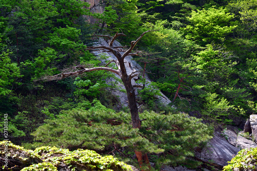 North Korea. Diamond mountains. Mt.Kumgang photo