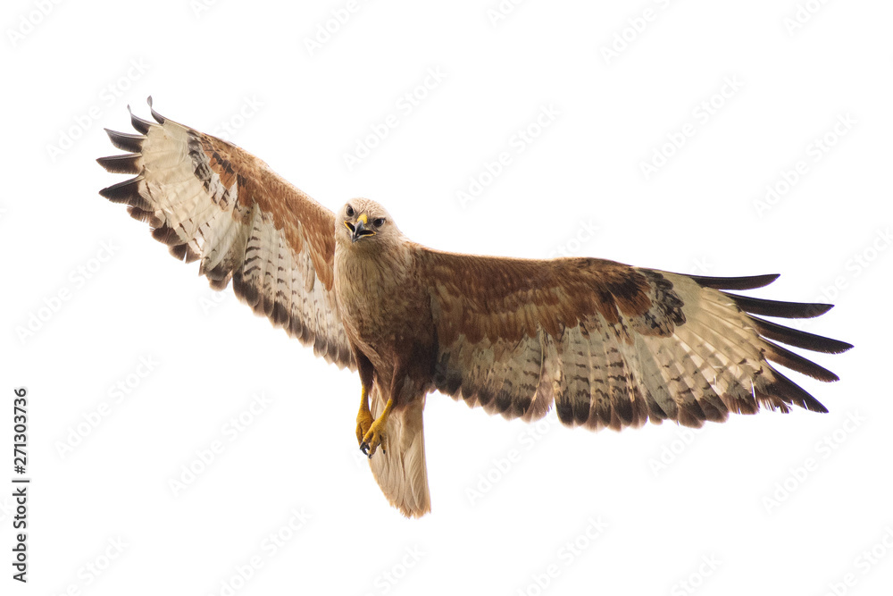 Fototapeta premium Birds of prey - Long legged buzzard, Buteo rufinus, in flight. Isolated on white