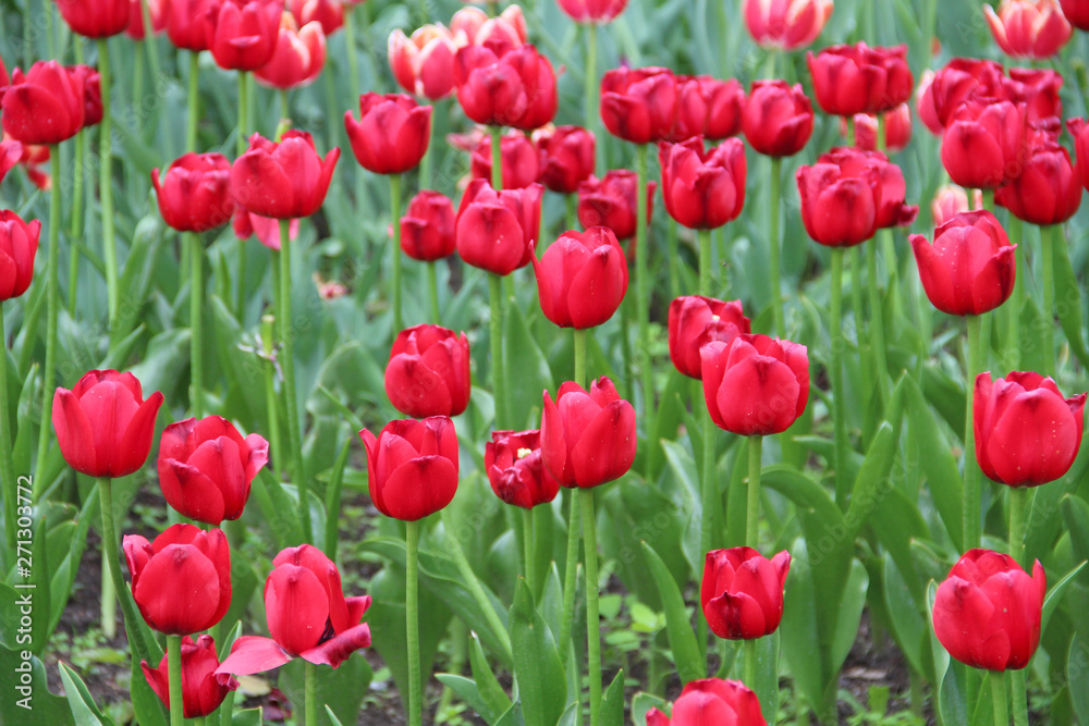 Multicolored tulips on a sick flower bed in nature