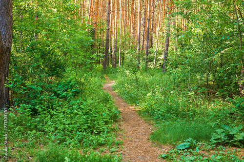 Footpath for people in the green forest. National park.