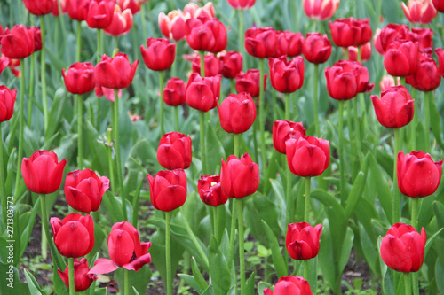 Multicolored tulips on a sick flower bed in nature