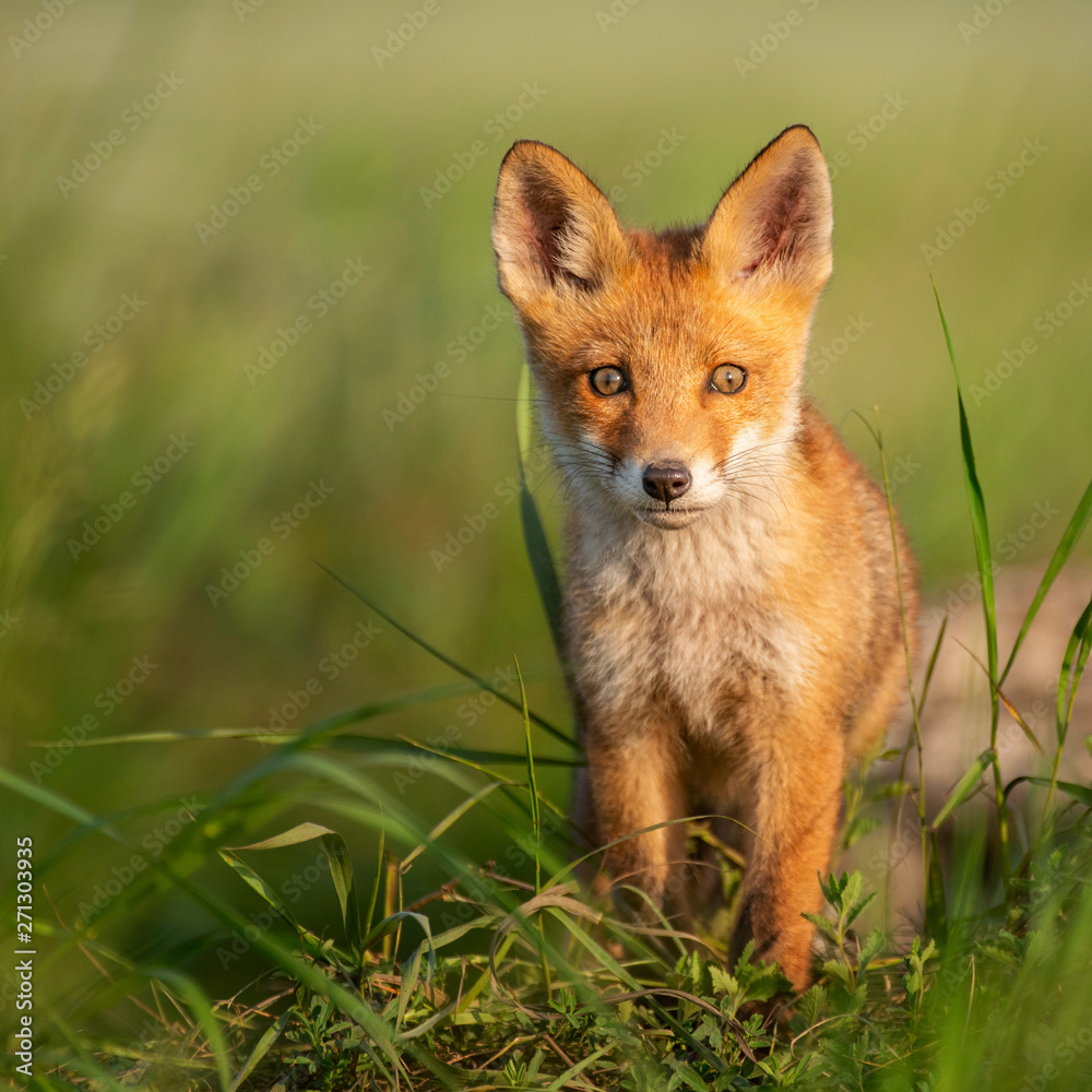 Young red Fox in grass on a beautiful sunlight Young red Fox in grass on a beautiful sunlight