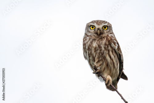 Little Owl, Athene noctua, sitting on a branch of a white background