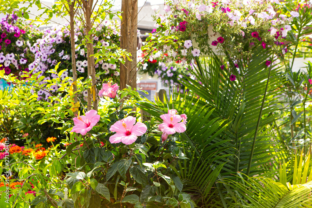 Flowering Plants at a Local Nursery Flowering Plants at a Local Nursery