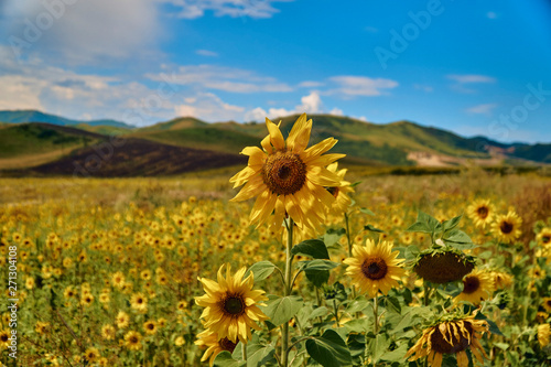 Beautiful panoramic aerial summer view at field of ripe sunflowers on the Bukhtarma mountains in the valley of the river Irtysh, eastern Kazakhstan photo