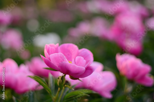 Pink peony flower on floral field blurred background