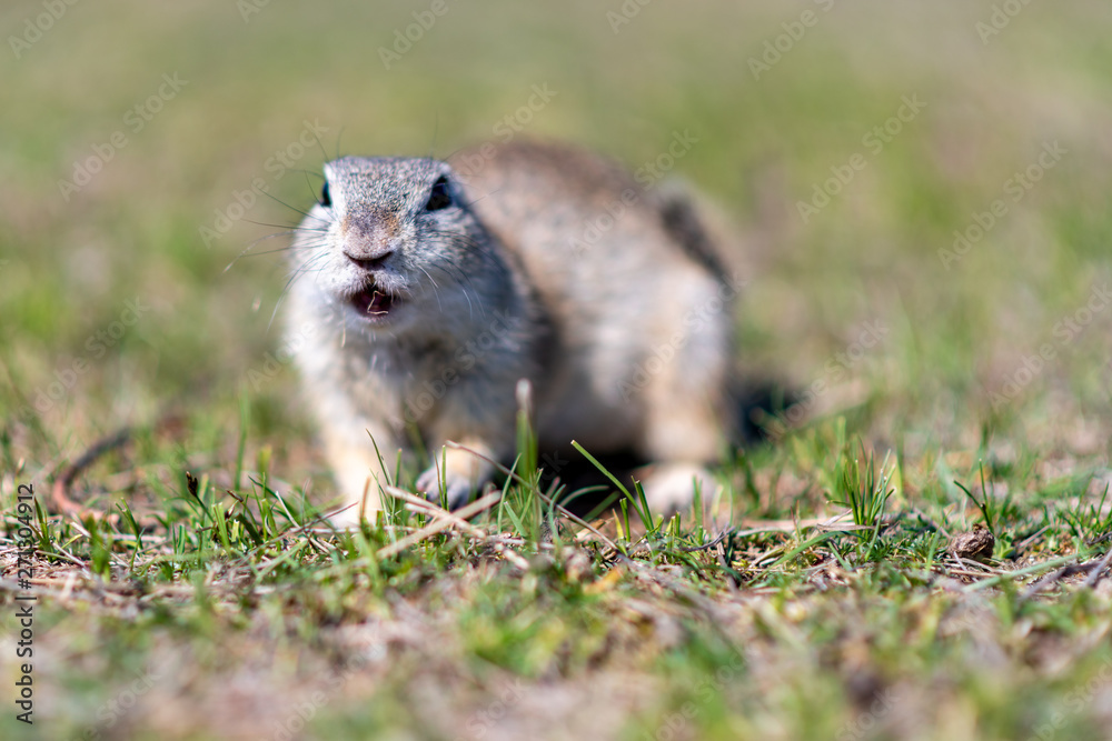 A wild european ground squirrel A wild european ground squirrel