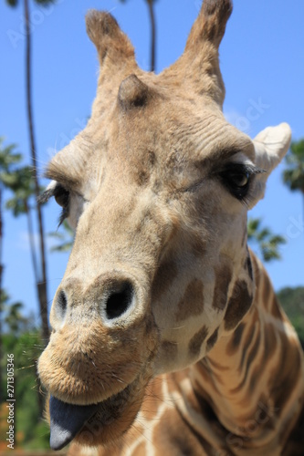 Fototapeta Naklejka Na Ścianę i Meble -  Giraffe close up