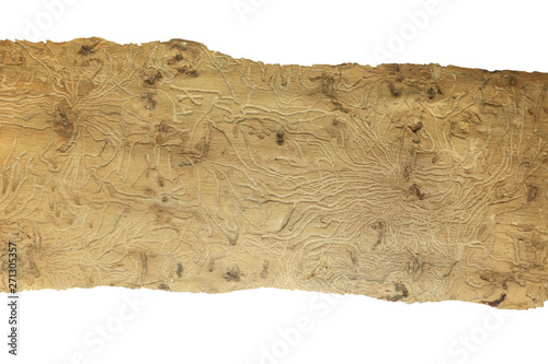 Piękna struktura drewna wyżłobionego przez korniki na białym tle