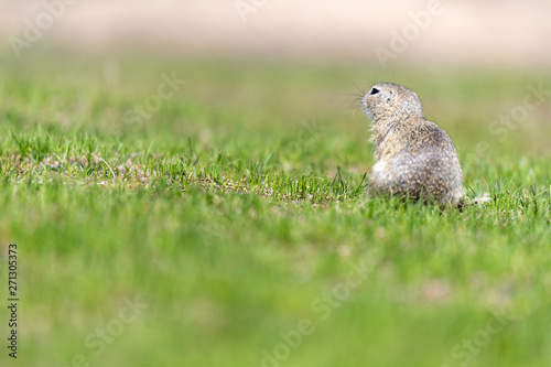 A wild european ground squirrel