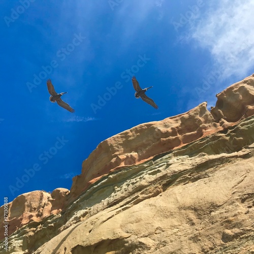 Seagull flight